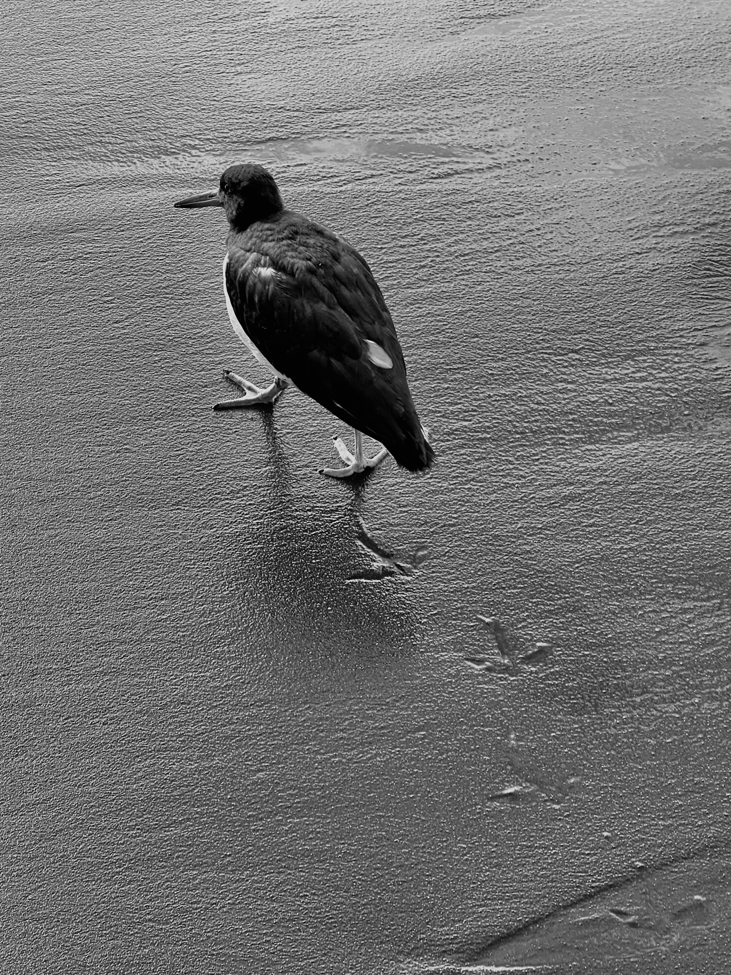 El vecino abusivo, la soberanía a patadas y la desidia de todos nosotros: Un cuarto de siglo del chavismo.