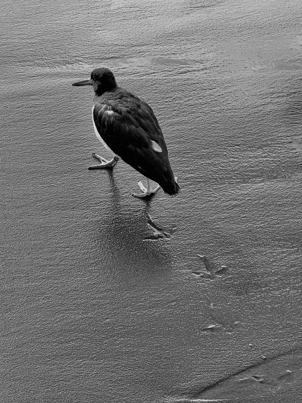 El vecino abusivo, la soberanía a patadas y la desidia de todos nosotros: Un cuarto de siglo del chavismo.
